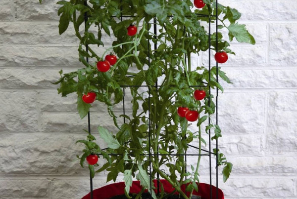 Climbing-Tomato-Patio-Planter